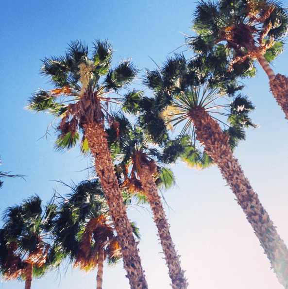 Palm Trees