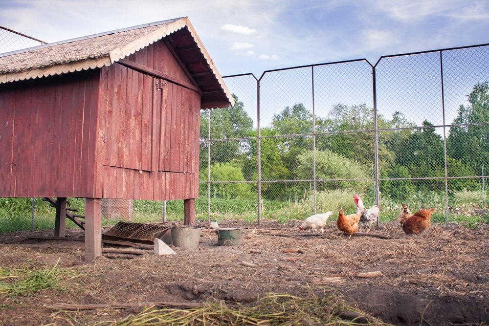 backyard chickens coop