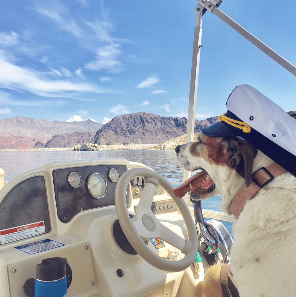 12 Tips For Traveling With A Dog - Internationally, By Plane, Car, RV, Boat