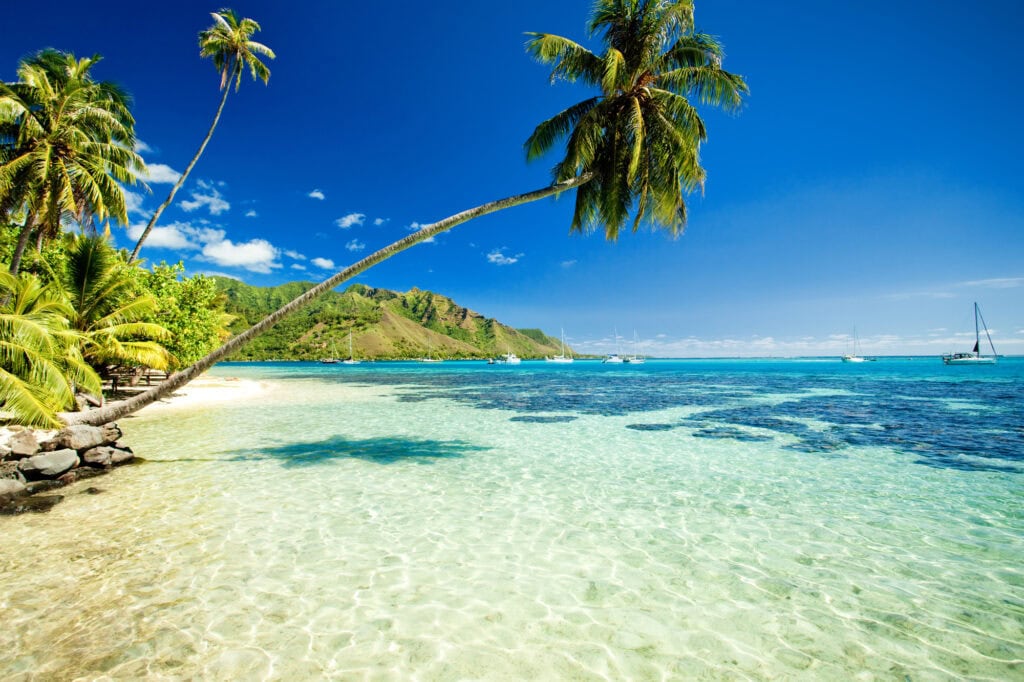 picture of beach and palm tree. cruise ship jobs